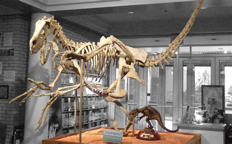 Utahraptor Fossil Deals | emergencydentistry.com