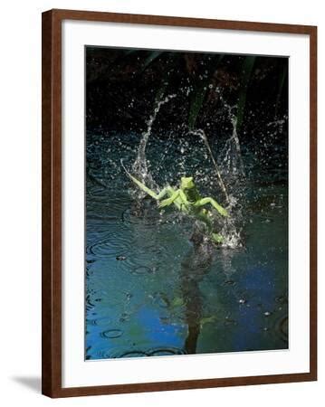 'Green Basilisk or Plumed Basilisk Running on Water (Basiliscus ...