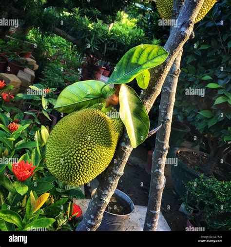 Jackfruit tree hi-res stock photography and images - Alamy