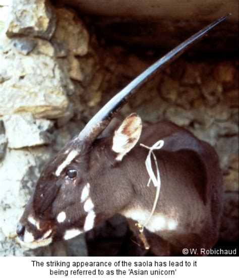 EDGE of Existence :: Mammal Conservation - Saola