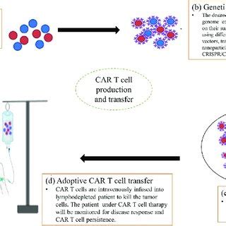 Procedures of CAR T-cell production. (a) T-cell extraction, (b) Genetic... | Download Scientific ...