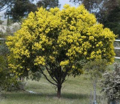 Acacia Golden Wattle - Hello Hello Plants & Garden Supplies