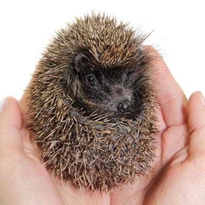 Pet Hedgehog Health & Illness