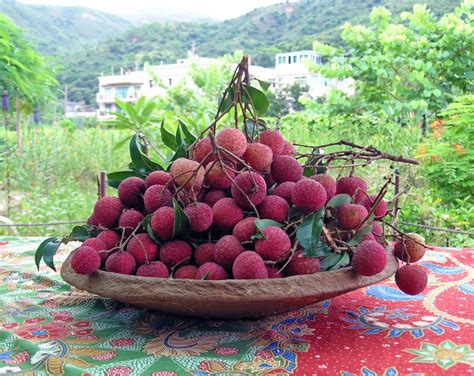 The Toilet Bar: Lychee Season