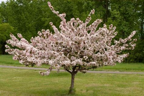 How to Choose, Plant, and Grow Flowering Crabapple Trees | HGTV