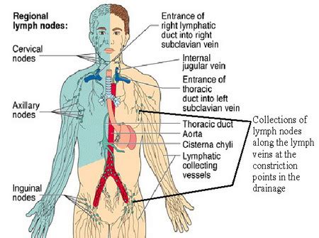 Lymph Node Locations - Neck, Groin, Ear, Diagram, Pictures | Diseases Pictures