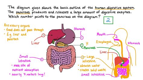 Pancreas Digestive System