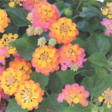 Lantana - Greenhouse Product News