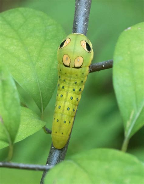 Spicebush Swallowtail - Alabama Butterfly Atlas