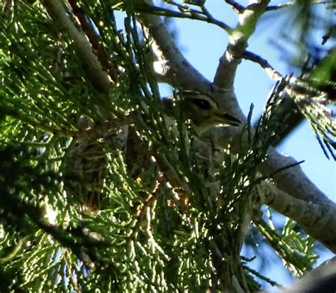 Warbling Vireo--Vireo gilvus | Warbling Vireo on the nest on… | Flickr