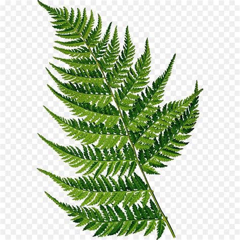 Fern Botanical illustration Botany Drawing - others