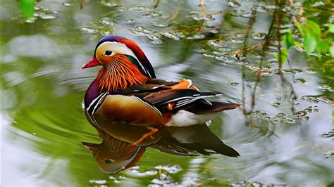 Mandarin Ducks Bird Type Duck From East Asia China Imported In The Uk Wallpapers Hd 3840x2160 ...