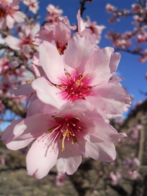 Pink Almond Tree Flowers | Almond flower, Flower images, Beautiful flowers pictures