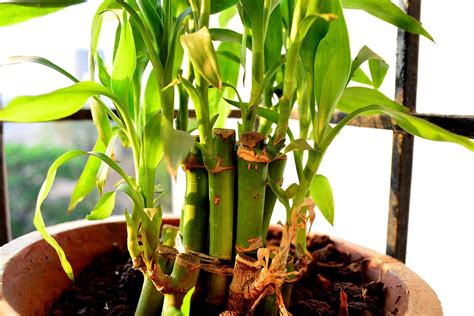 Why Is My Lucky Bamboo Turning Yellow? | Bamboo Plants HQ