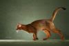 Meet the Abyssinian cat breed, quite the wild cat. - Way of Cats