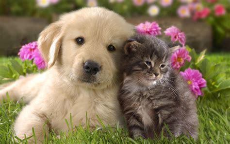 Free Cute Dog and Cat Wallpaper HD | Cani carini, Carta da parati cane, Gatti carini