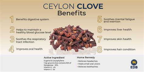 12 Health Benefits Of Clove Oil And Its Side Effects Stemjar | Porn Sex ...