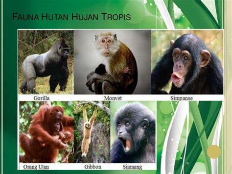 Fauna Bioma Hutan Hujan Tropis - Homecare24