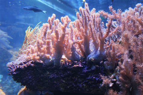 Live Coral In Aquarium Free Stock Photo - Public Domain Pictures