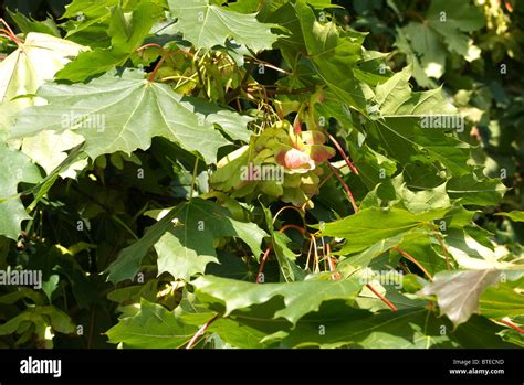 Sycamore tree seeds Stock Photo - Alamy