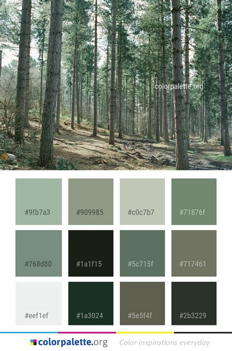 Spruce Forest in 2021 | Forest color, Green colour palette, Color