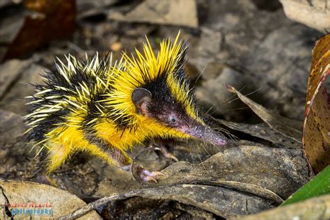 lowland streaked tenrec , andasibe | lowland streaked tenrec… | Flickr