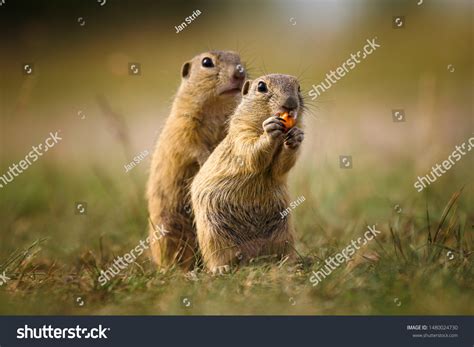 5,619 Funny gopher Images, Stock Photos & Vectors | Shutterstock