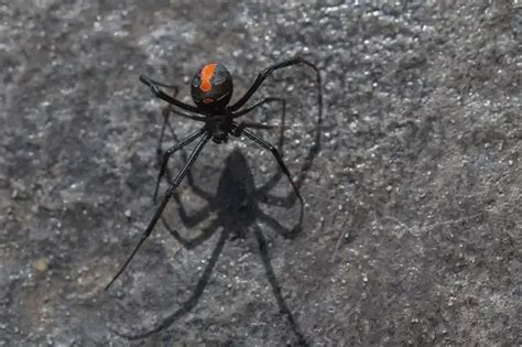 Redback Spider - Facts, Size, Diet, Pictures - All Animal Facts