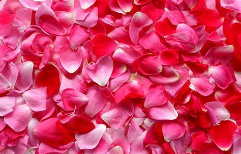 Rose Petals Background Stock Photos, Pictures & Royalty-Free Images ...