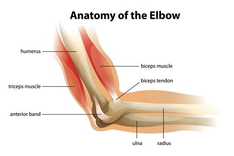 Causes of Elbow Pain | Elbow Treatment Jayanagar | Alleviate Pain Clinic