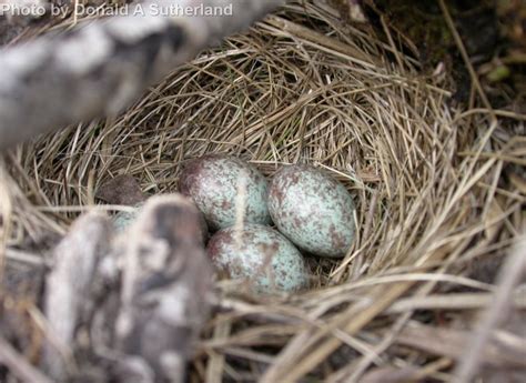 White-crowned Sparrow - East Cascades Audubon Society