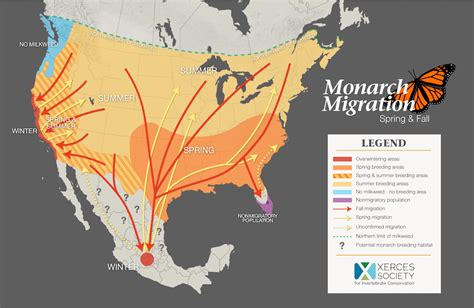 Western monarch populations reach highest number in decades