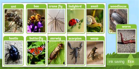 FREE! - Minibeasts Photo Flashcards (teacher made)