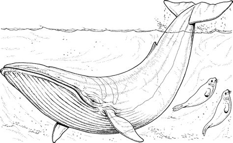 Realistic Whale Coloring Pages | Whale coloring pages, Abstract ...