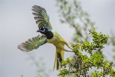 Green Jay | Audubon Field Guide