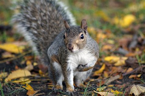 What’s Up With White Squirrels and Black Squirrels?