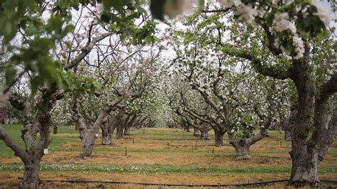 Blossoming Apple Orchard | View large In the apple orchard a… | Flickr