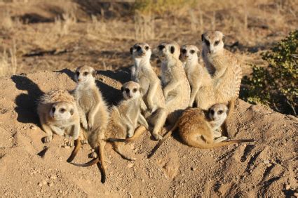 Meerkat Facts | Suricat