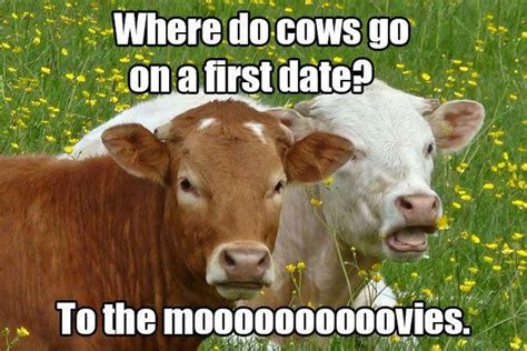 Cow Puns | Funny Cow Memes