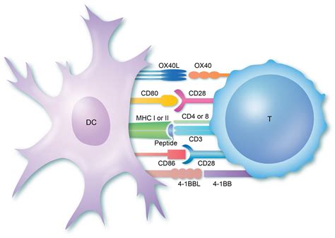 T-cell activation | British Society for Immunology | Antigen presenting cell, T cell, Activities