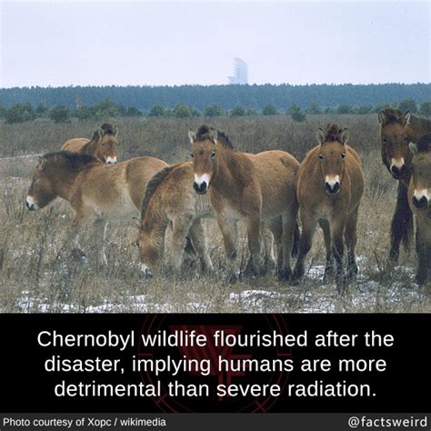 Weird Facts, Chernobyl wildlife flourished after the disaster,...