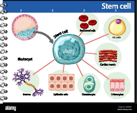 Stem cell differentiation Stock Vector Images - Alamy