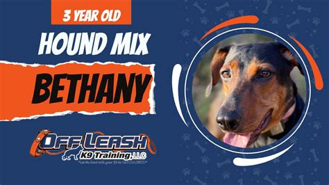 Bethany | 3 Year Old Hound Mix | Off Leash Hound Training, Atlanta - YouTube