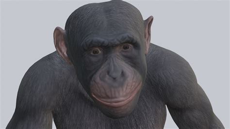 Monkey 3D Model - TurboSquid 2013215