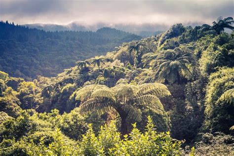 New Zealand Forest Environment of Luxuriant Greenery Stock Photo - Image of colour, beauty ...