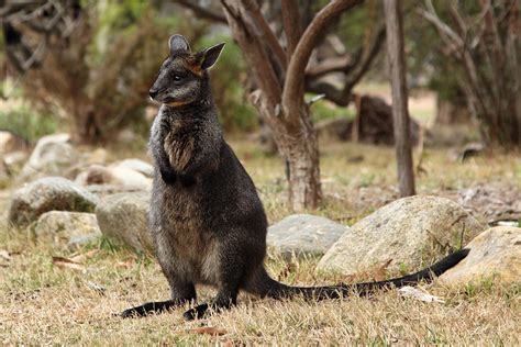 The swamp wallaby has got everyone crying “panther” - Australian Geographic