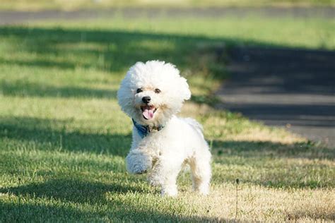 Do Bichon Frise Have Curly Hair