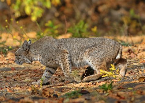 A Bobcat Brought Us Back – California Fall Color