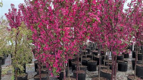 Malus 'Prairifire' (Crabapple) // One of the BEST Red-leaved, Small ...