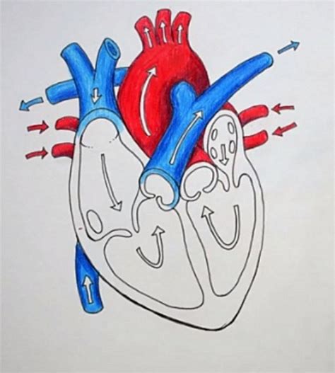 Arteries And Veins Of The Heart